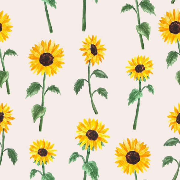 Sunny Sunflower Blooms