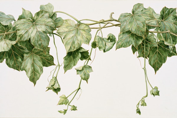 Ivy Trailing Branch Botanical Dark Green