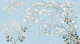 Magnolia Blossom Chinoiserie Morning Blue
