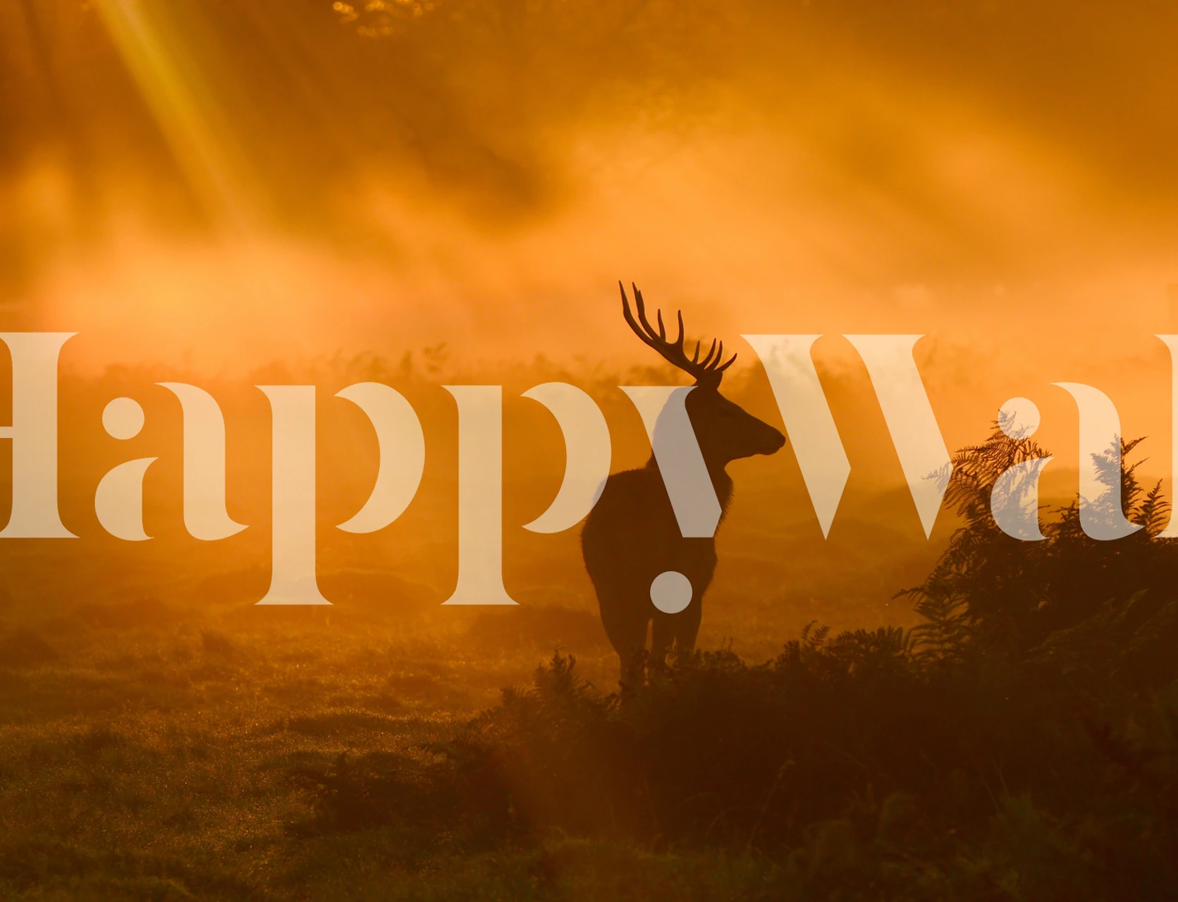 Deer silhouette in golden light wallpaper