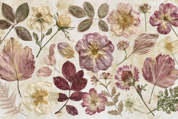 Vintage Herbarium Dry Flower Flatlay