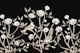 Chinoiserie birds and flowers - black