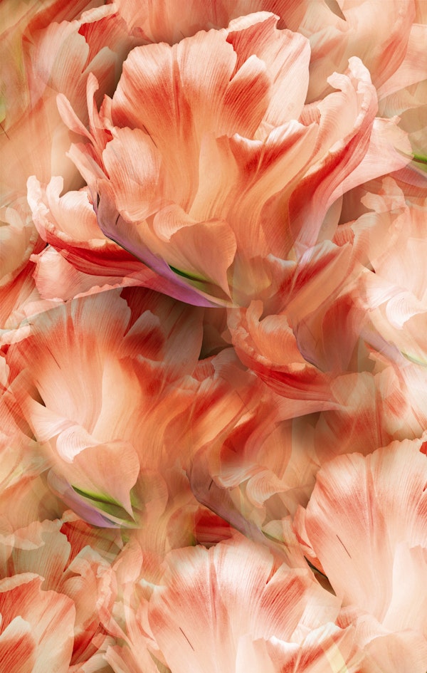 Soft Peach Petals