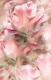 Soft Pink Tulips