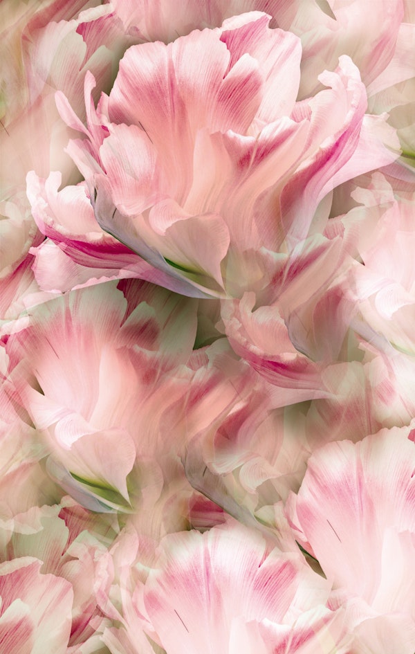 Soft Pink Tulips