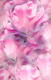Vibrant Tulips in Pink