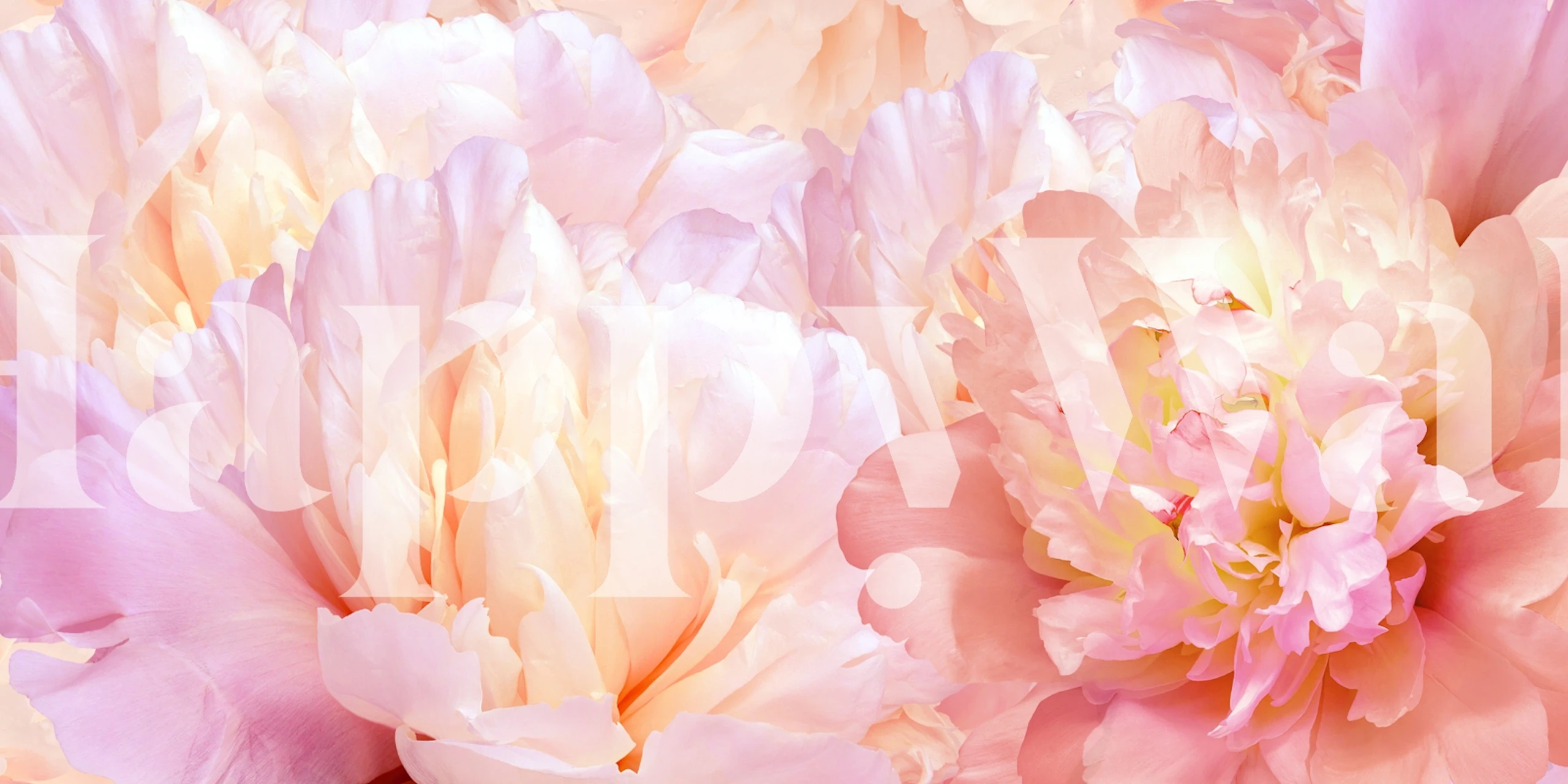 Delicate Peony Garden wallpaper in a room