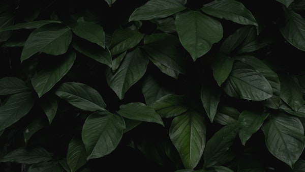 Lush Tropical Greenery