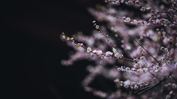 Beautiful Blossoms in Bloom