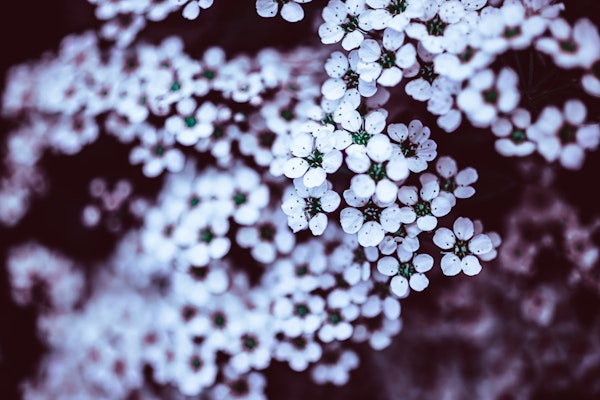Serene Dark Floral Delight
