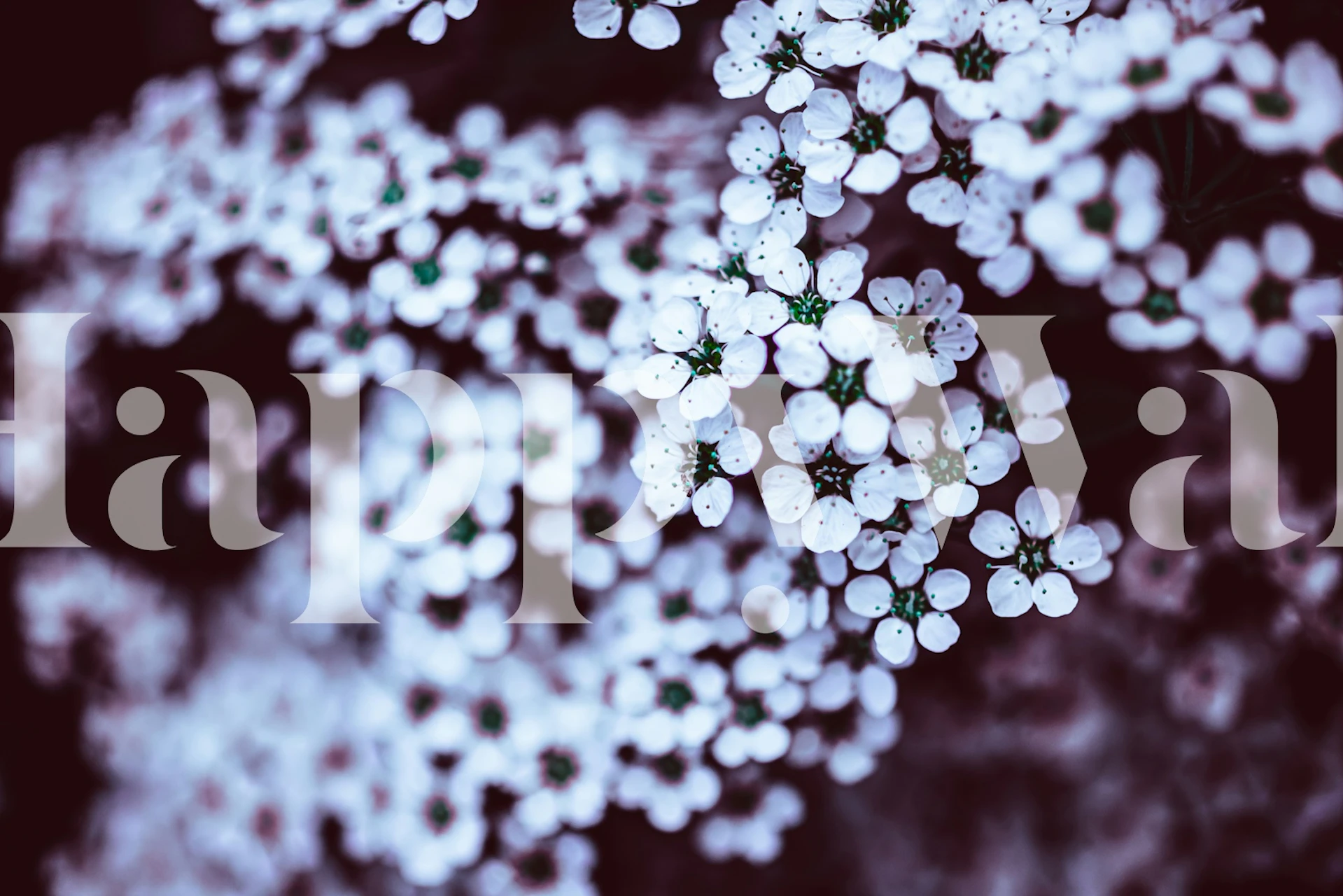 Serene Dark Floral Delight tapet i et rom