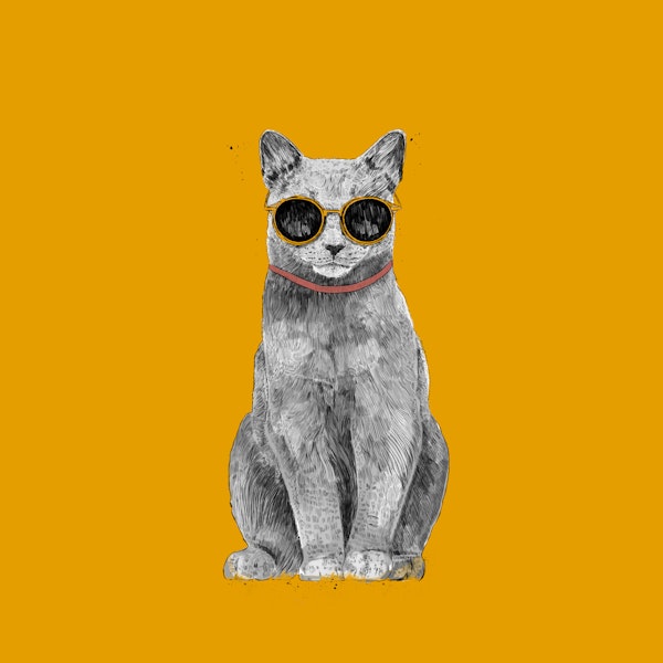 Summer Cat II