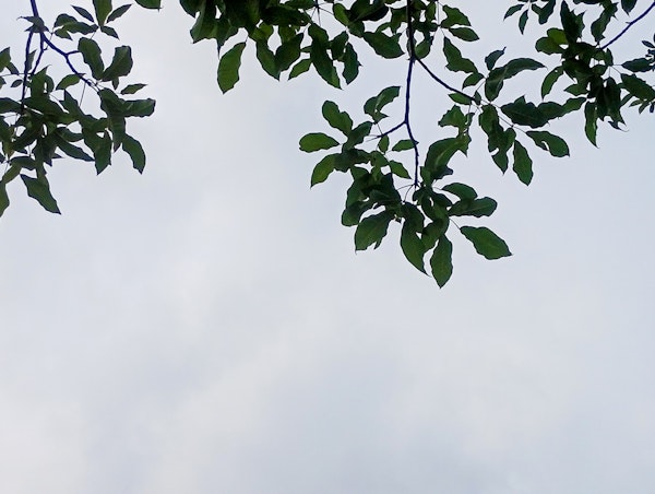 Lively Botanical Branches