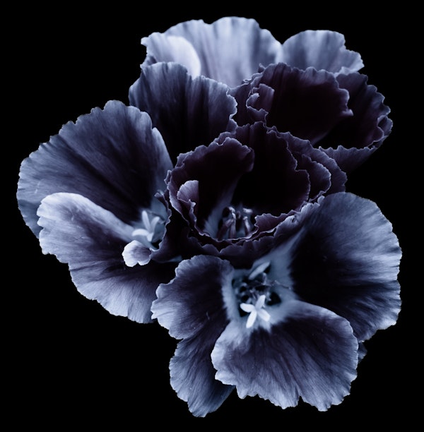 Stylish Dark Blossom