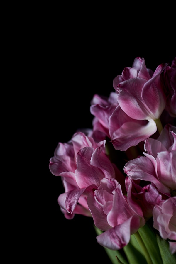 Floral Elegance in Pink