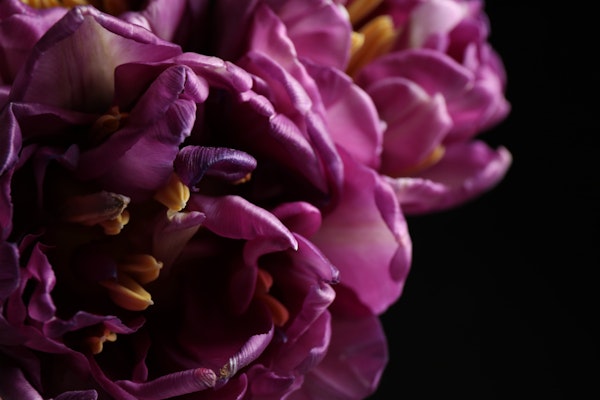 Fresh Tulip Petals