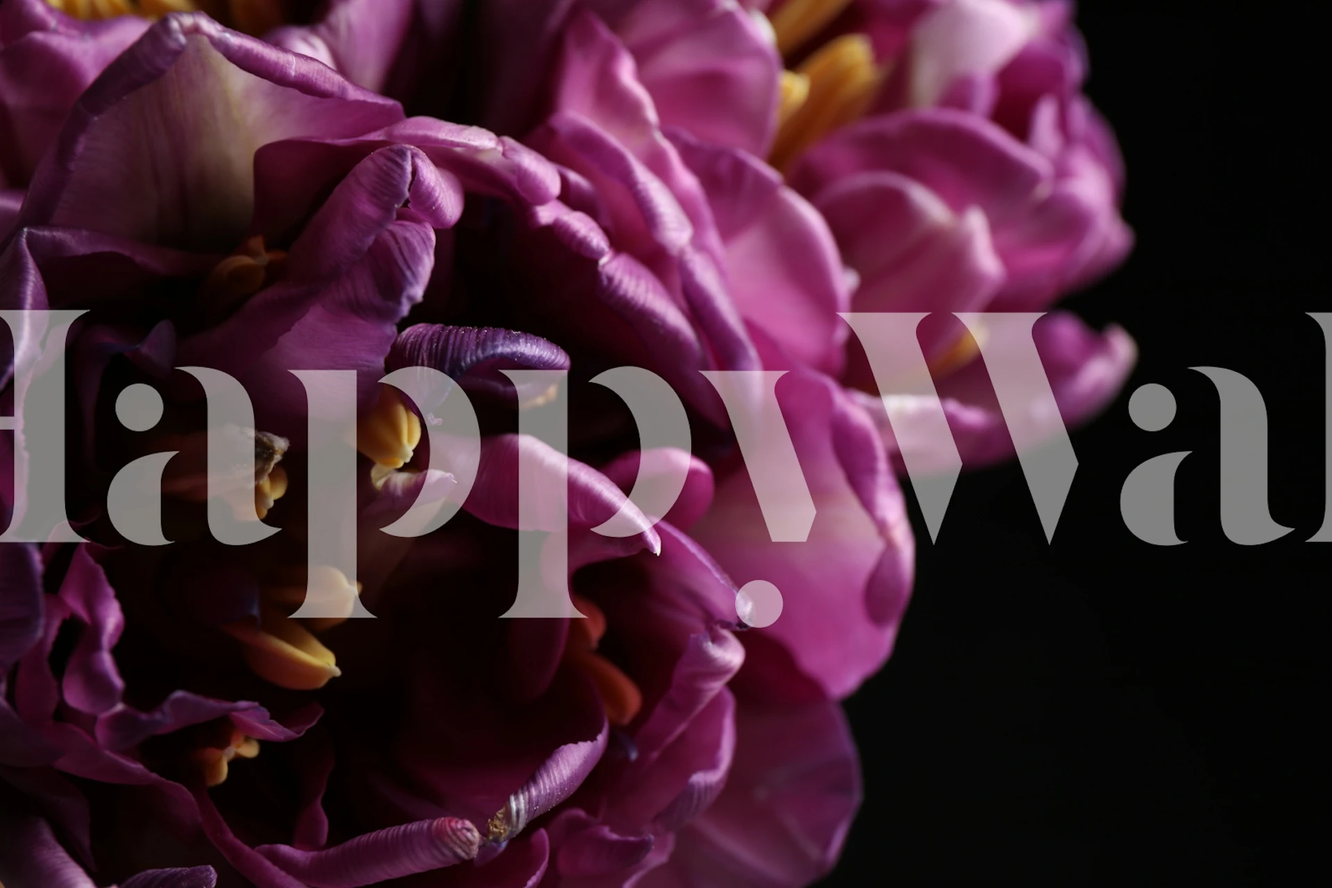 Fresh Tulip Petals Tapete in einem Raum