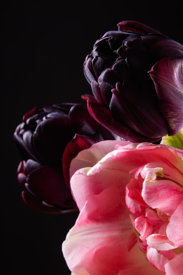 Tulips with Rich Colors