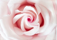 Blush Beauty Rose 1 ταπετσαρία