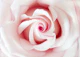 Blush Beauty Rose 1