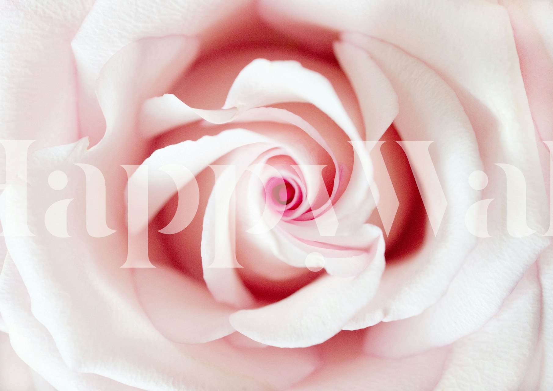 Close-up of a pink rose with soft petals wallpaper