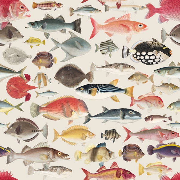 Vintage Sea Fish Collection
