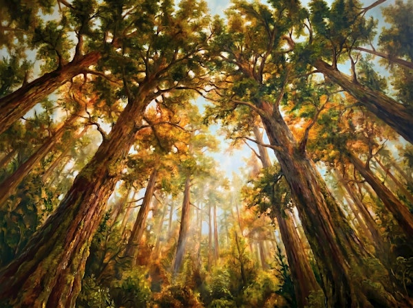 Sunlit Forest Canopy View