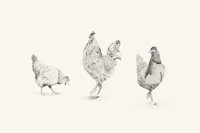 Chickens and rooster - black and white tapety
