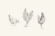 Chickens and rooster - black and white