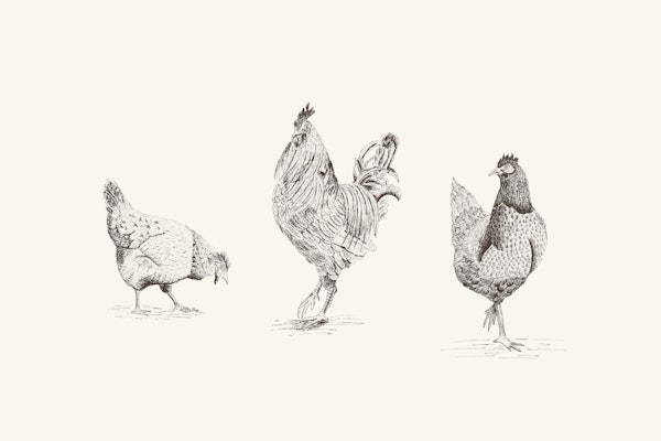 Chickens and rooster - black and white