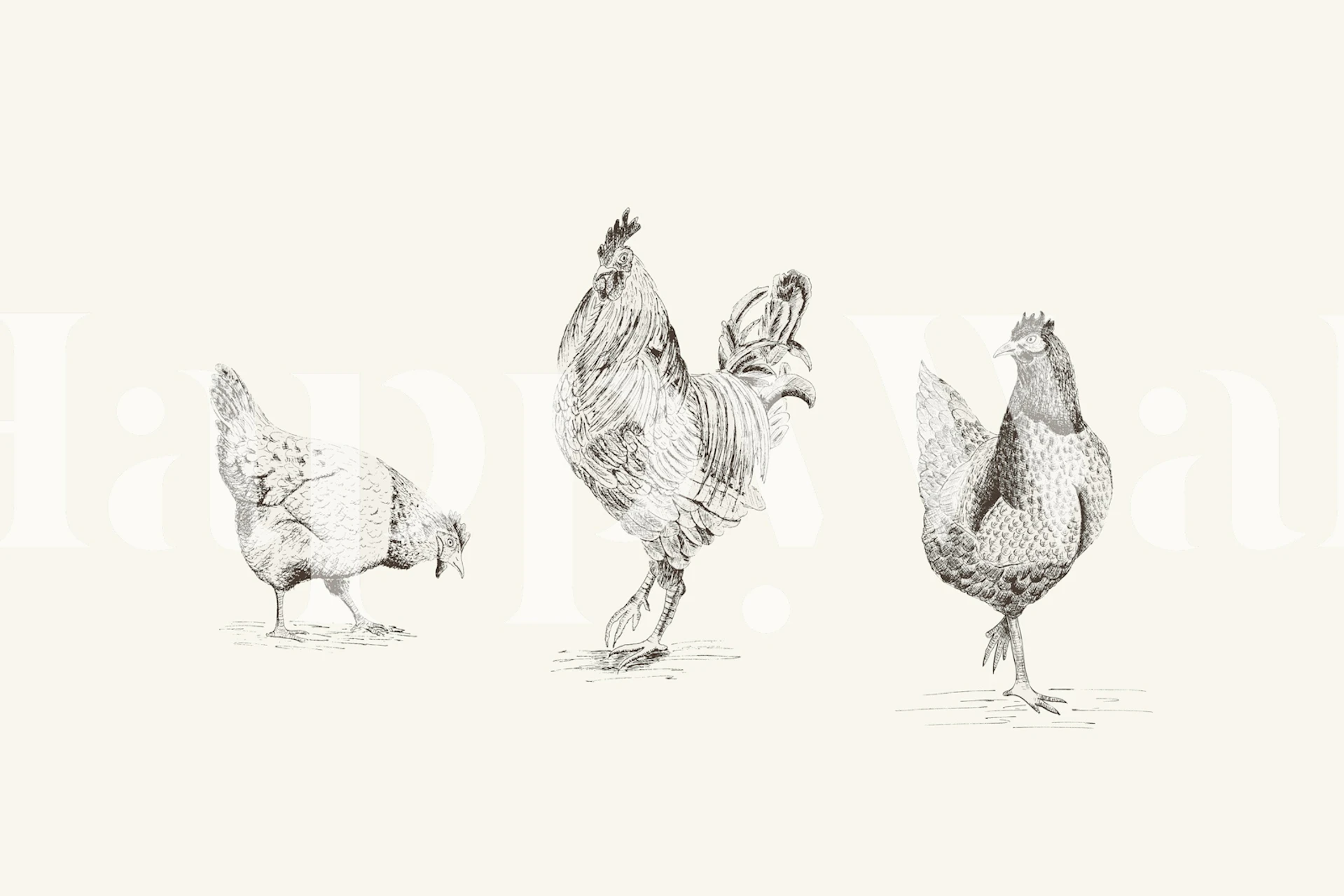 Chickens and rooster - black and white tapety