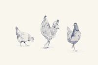 Chickens and rooster - Blue and white tapety