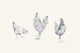 Chickens and rooster - Blue and white