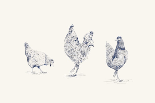 Chickens and rooster - Blue and white