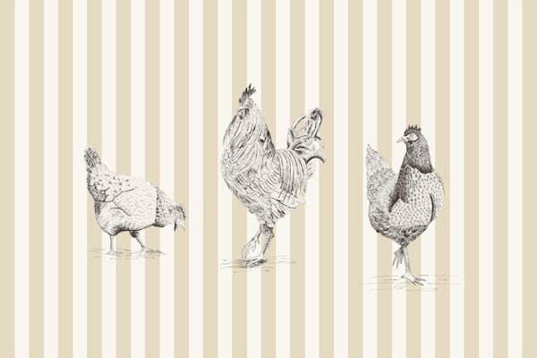 Chickens and rooster on stripes - beige
