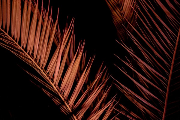 Palm Trees in the Night 4