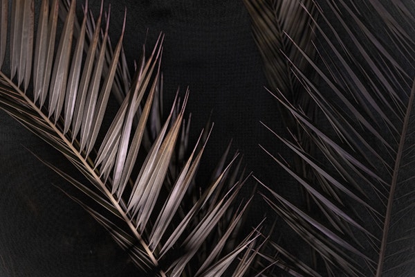 Palms in the night 5