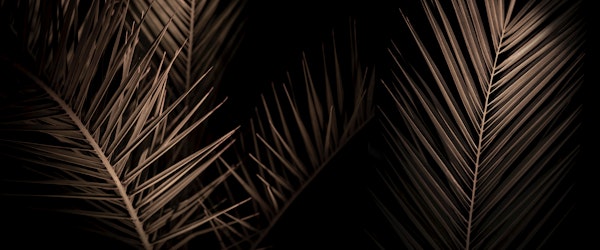 Palms in The Night