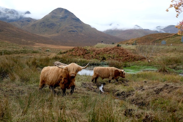 Tranquil Scene with Highlands