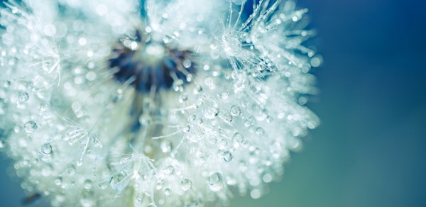 Bokeh Dandelion Delight