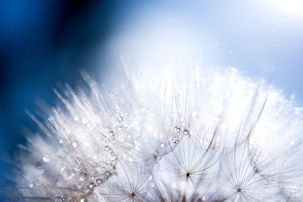 Gentle Sunlit Dandelion