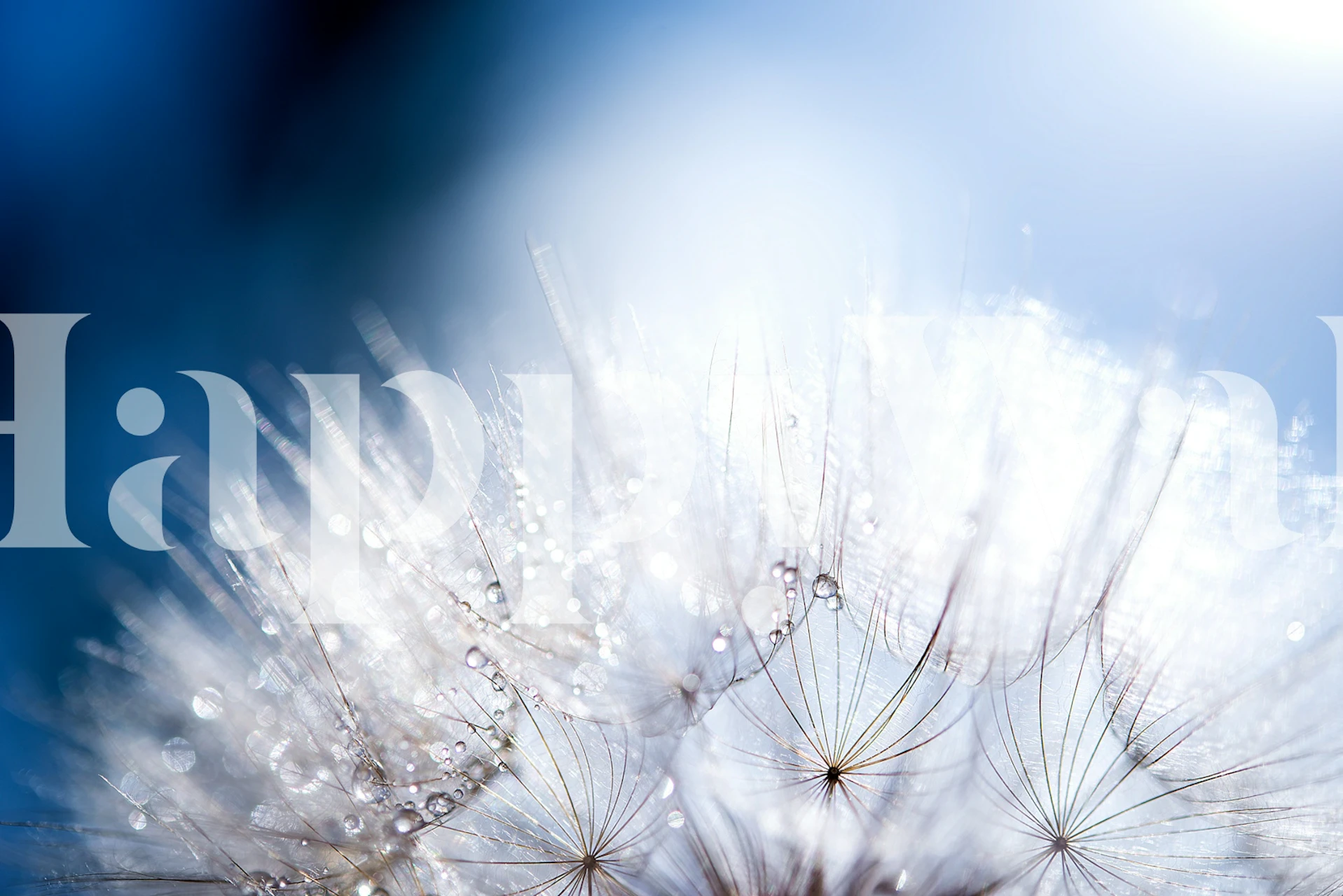 Gentle Sunlit Dandelion wallpaper in a room