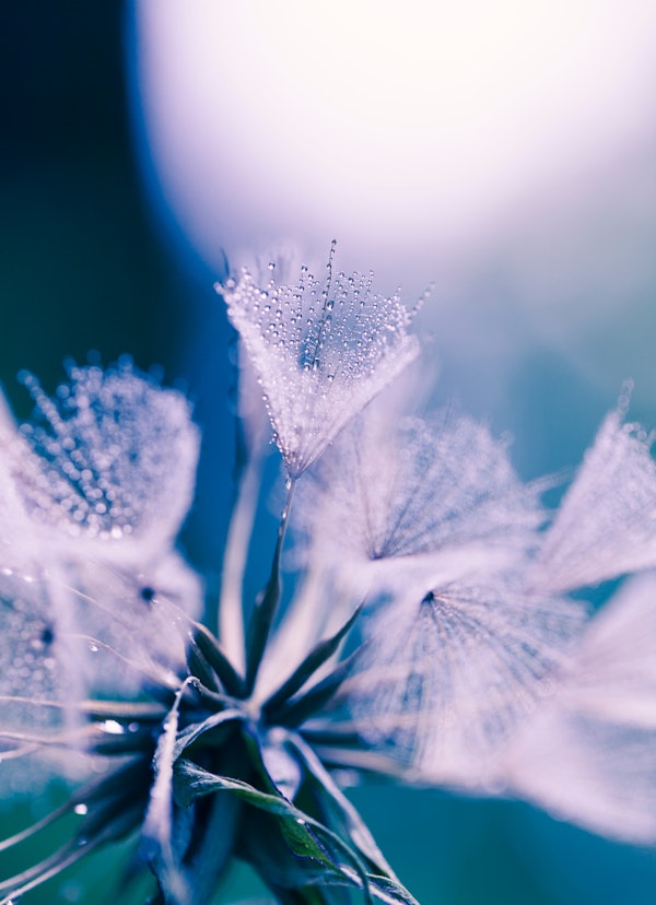 Delicate Flower with Dew Drops