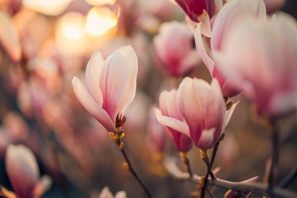 Vibrant Magnolia Dreams