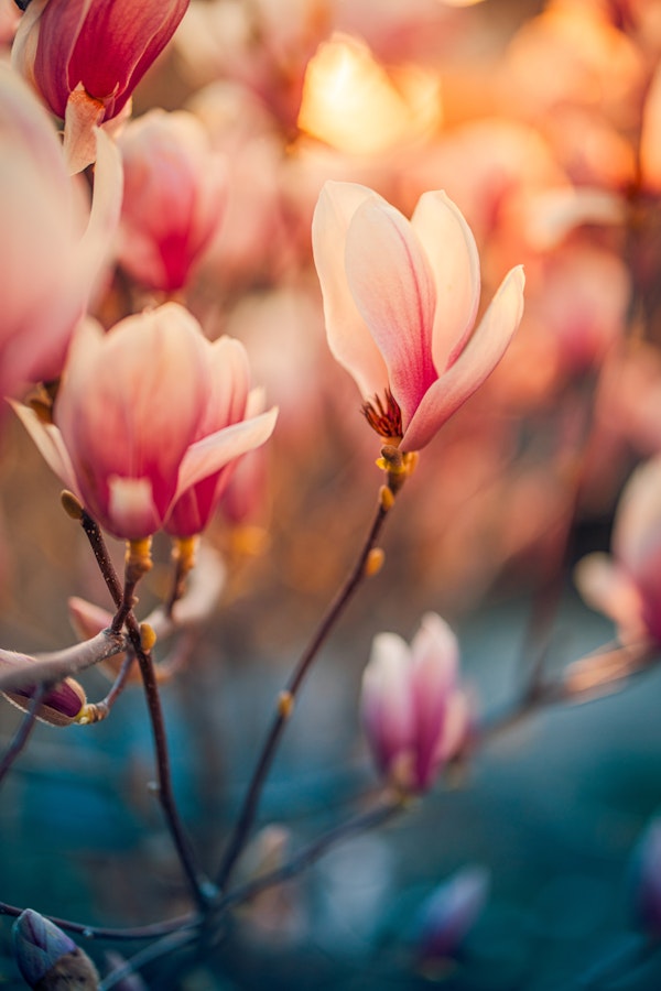Romantic Magnolia Flowers