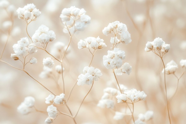 Delicate White Floral Bliss