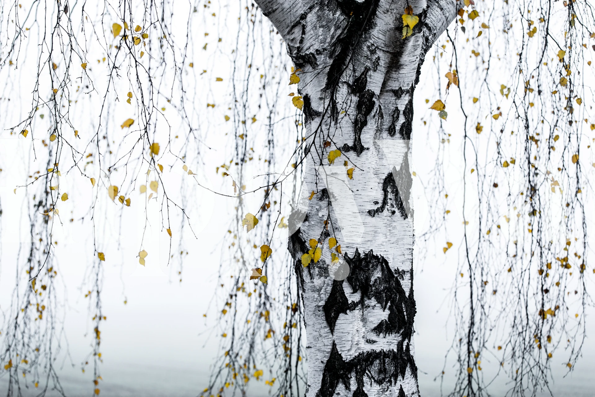 Fototapeta Bříza se zlatými listy na bílém pozadí