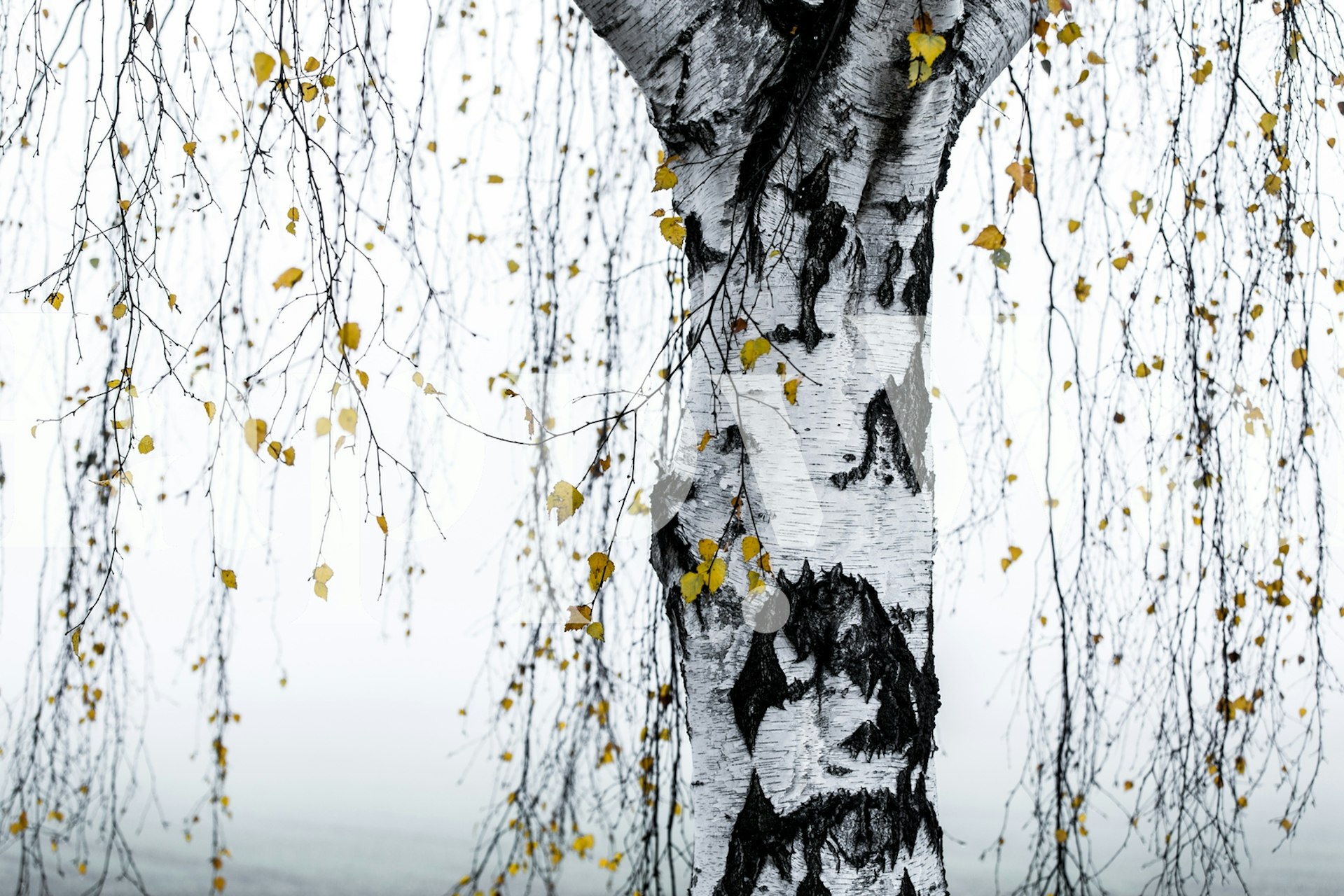 Papier peint mural bouleau aux feuilles dorées sur fond blanc