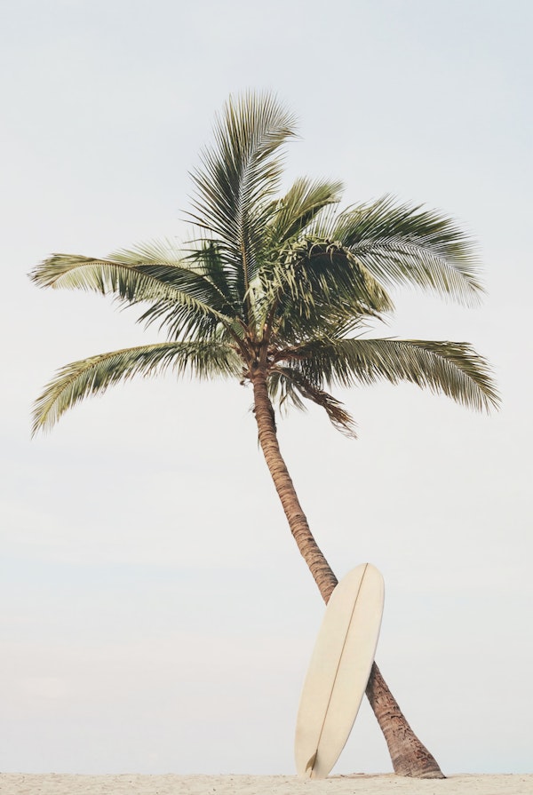 Tropical Palm And Surfboard