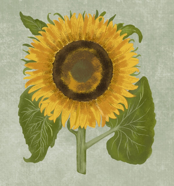 Vintage Sunflower Botanical - Green